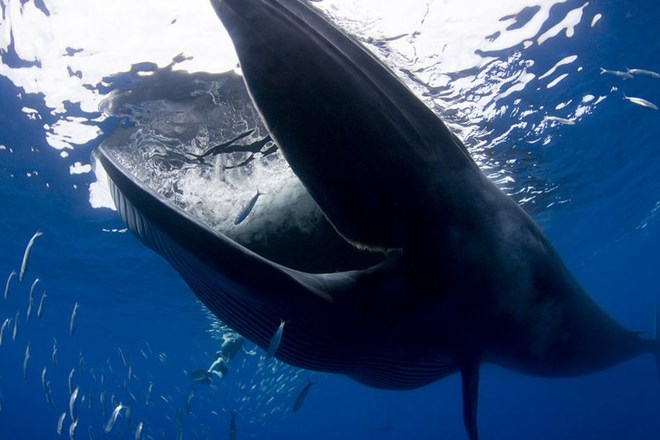 Cá voi lưng gù có hình dạng cơ thể đặc biệt, vây ngực dài khác thường và đầu có nhiều u.